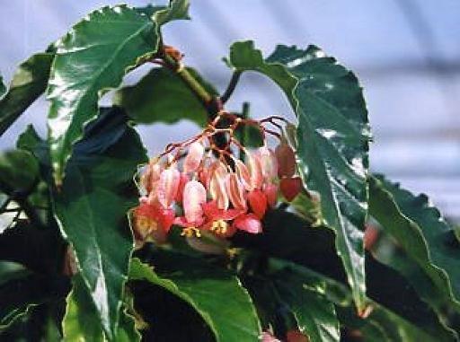 B. ‘O. A. Misono’
